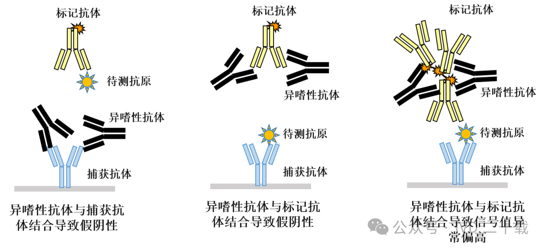 异嗜性抗体2