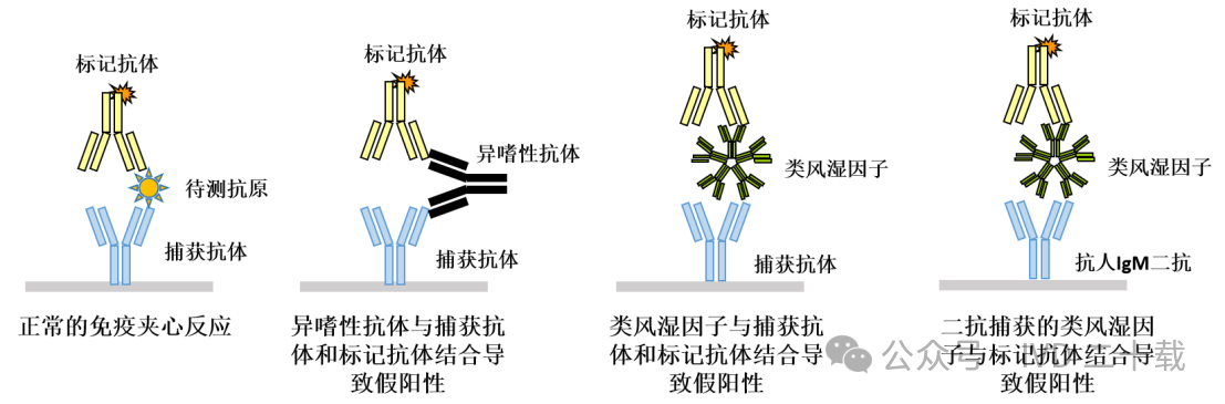 异嗜性抗体1